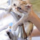 Bath Day!